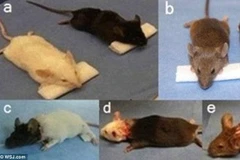 Những con chuột thí nghiệm của bác sỹ Xiaoping Ren. (Nguồn: Daily Mail)