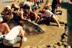 Người dân đổ nước lên người cá mập để giúp nó không bị khô. (Nguồn: Daily Mail)