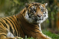 Ảnh minh họa. (Nguồn: Reuters)