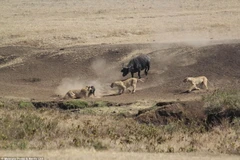 Thót tim với màn giải cứu chú nghé yếu ớt khỏi 3 con sư tử đói