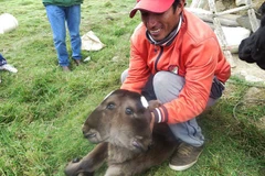 Con bê hai đầu. (Nguồn: Daily Mail)