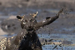 Mặt con báo đốm dính đầy bùn sau màn săn mồi ấn tượng. (Nguồn: Barcroft Media)