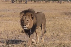 Chú sư tử Cecil bị giết hại dã man. (Nguồn: Daily Mail)