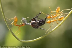 [Photo] Đàn kiến hung dữ lao vào tấn công, xâu xé chú ruồi