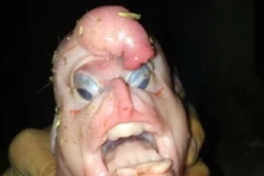 Nông dân phát hoảng khi thấy chú lợn sơ sinh có mặt như người