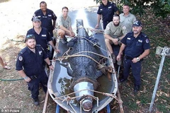 [Photo] Bắt sống con cá sấu dài 4,3m làm nhiều chú chó mất mạng