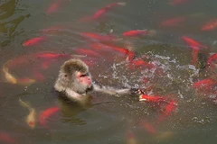 Con khỉ đã lao xuống nước để giải nhiệt, tìm kiếm thức ăn. (Nguồn: CCTV)