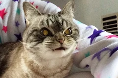 Chủ của Loki, cô Kate cho biết chú mèo của mình cũng thân thiện như những chú mèo khác. (Nguồn: Daily Mail)