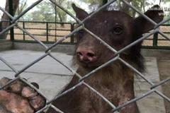 [Photo] Chú gấu rụng lông, gẫy hết răng vì bị rạp xiếc tra tấn