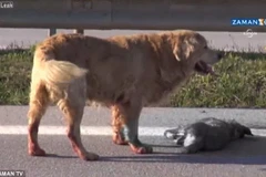 [Video] Chú chó nghẹn ngào khi chứng kiến cái chết của bạn