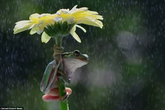 Con ếch bám chặt vào cành hoa. (Nguồn: Solent News)