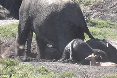 Chú linh dương con đáng thương bị đàn voi giẫm đạp đến chết