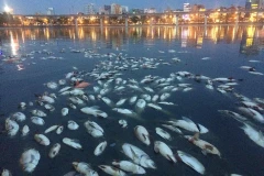 Chiều 8/6, mùi cá chết bốc lên nồng nặc xung quanh khu vực bờ hồ Hoàng Cầu. (Ảnh: Minh Sơn/Vietnam+)