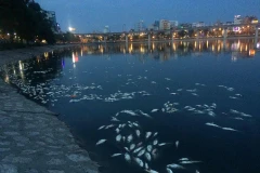 Cá chết trắng hồ Hoàng Cầu. (Ảnh: Minh Sơn/Vietnam+)