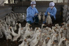 Nhân viên Thú y tiêm vắcxin phòng cúm gia cầm. (Ảnh: Đình Huệ/TTXVN)