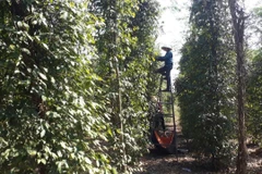 Thu hoạch tiêu tại huyện Bù Đốp, thủ phủ hồ tiêu trên địa bàn tỉnh Bình Phước. (Ảnh: K GỬIH/TTXVN)