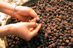 Phơi quả sa nhân. (Ảnh minh họa: Quang Quyết/TTXVN)