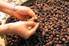 Phơi quả sa nhân. (Ảnh minh họa: Quang Quyết/TTXVN)