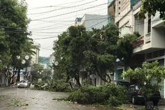 Cây xanh bị ngã đổ trên các tuyến phố tại thành phố Quy Nhơn. (Ảnh: Phạm Kha/TTXVN)