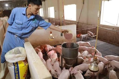 (Ảnh minh họa: Vũ Sinh/TTXVN)