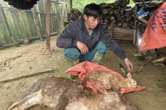 Thời tiết rét đậm, rét hại gây chết gia súc ở huyện vùng cao Bắc Yên, tỉnh Sơn La. (Ảnh: Nguyễn Cường/TTXVN)