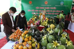 (Ảnh minh hoạ: Danh Lam/TTXVN)