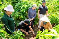 Chương trình NESCAFÉ Plan là một mô hình hợp liên kết tiêu biểu với điểm nhấn của chương trình là đào tạo bài bản cho nông dân, từ đó lan tỏa kiến thức đến cộng đồng. (Ảnh: Vietnam+)