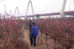 Giá đào tăng mạnh trong một tuần gần đây. (Ảnh:PV/Vietnam+)