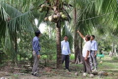 Cán bộ kỹ thuật tham quan vườn dừa hữu cơ ở xã Bình Ninh. (Ảnh: Minh Trí/TTXVN)