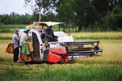 Nông dân thu hoạch lúa. (Ảnh: Kim Há/TTXVN)