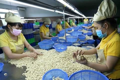 Phân loại nhân hạt điều xuất khẩu. (Ảnh: Vũ Sinh/TTXVN)