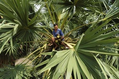 Người dân thu hoạch thốt nốt. (Ảnh: Vũ Sinh/TTXVN)