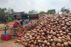 Nông dân Bến Tre thu hoạch dừa khô nguyên liệu. (Ảnh: Công Trí/TTXVN)