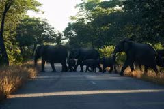 Đàn voi băng qua đường bên ngoài Công viên Quốc gia Hwange, Zimbabwe. (Nguồn: AFP)