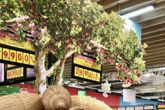 Giới thiệu mận hậu Sơn La tại TP Hồ Chí Minh