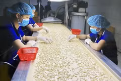 Công nhân lựa hạt điều chất lượng phục vụ cho xuất khẩu. (Ảnh: Hồng Nhung/TTXVN)