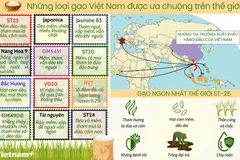 Những loại gạo Việt Nam được ưa chuộng trên thế giới