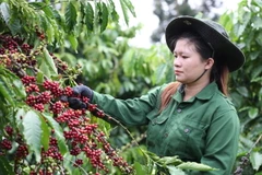 Công nhân Công ty TNHH sản xuất và thương mại Vương Thành Công (Đắk Lắk) thu hoạch càphê. (Ảnh: Tuấn Anh/TTXVN)