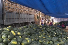 Dưa hấu Quảng Bình. (Ảnh: TTXVN phát)