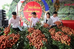 Các đại biểu tham quan gian trưng bày vải thiều chín sớm Tân Yên. (Ảnh: Danh Lam/TTXVN)