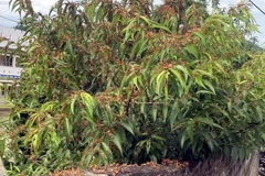 Châu chấu tre lưng vàng xuất hiện gây hại cho cây trồng tại xã Thiện Hòa, huyện Bình Gia, tỉnh Lạng Sơn. (Ảnh: TTXVN phát)