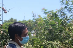 Bà Rịa-Vũng Tàu: Nhãn trái vụ giá bán cao 
