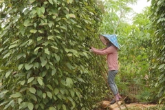 Thu hoạch hồ tiêu tại Bình Phước. (Ảnh: TTXVN phát)