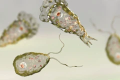 Khuẩn Naegleria fowleri. (Nguồn: vajiramandravi.com)