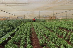 Rau được trồng tại Đà Lạt, Lâm Đồng. (Ảnh: Đặng Tuấn/TTXVN)