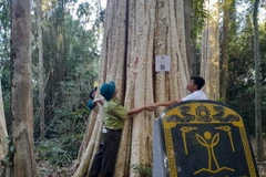 Cây di sản được Hội Bảo vệ Thiên nhiên và Môi trường Việt Nam trao tặng bằng công nhận. (Ảnh: K GỬIH/TTVXN)