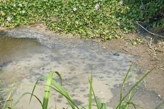 Nước thải do doanh nghiệp xả ra môi trường tại thời điểm kiểm tra. (Nguồn: VOV)