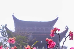 Vẻ đẹp độc đáo hoa đào chuông trên đỉnh Bà Nà