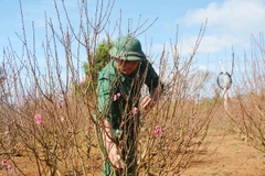 Người dân thị xã Buôn Hồ, tỉnh Đắk Lắk chăm sóc vườn hoa đào. (Ảnh: Hoài Thu/TTXVN)