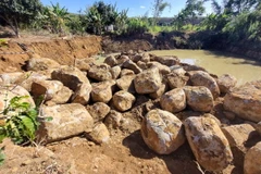 Hàng trăm khối đá lớn nằm la liệt trong khu vực rẫy càphê của ông Thủy. (Ảnh: Quang Thái/TTXVN)